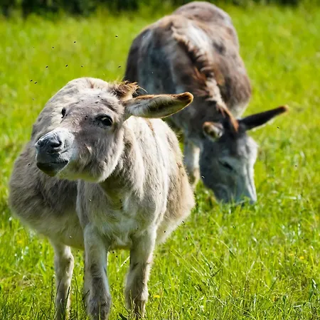Gasthuis Le Roulottes Du Petit Gouffre De Avec Padirac